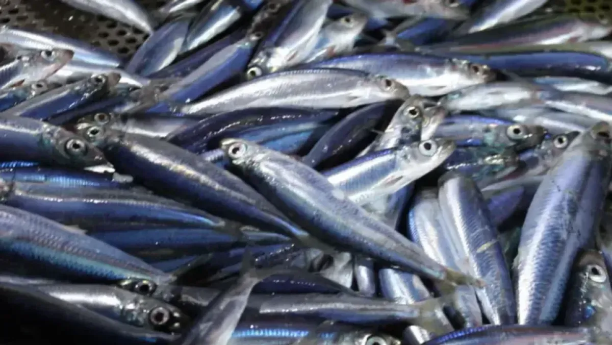 Une nouvelle espèce de poisson ressemblant à la sardine découverte en ...