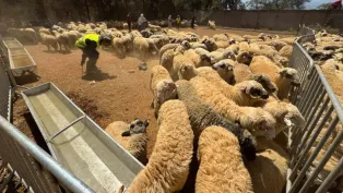 صورة: حمزة كالي