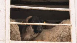 الصورة: ميناء تنس