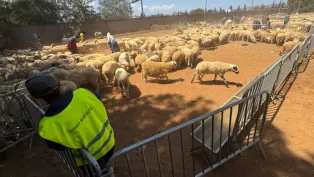 الصورة: حمزة كالي، "الخبر"