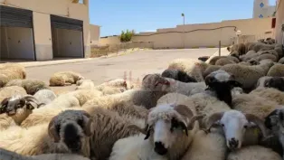 الصورة: ح. م