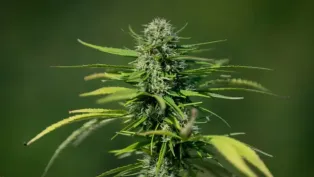 الصورة: وكالات