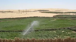 وادي سوف.. ثورة فلاحية بامتياز