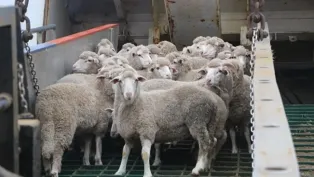 الصورة: ح. م