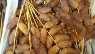 دڤلة نور.. ذهب جزائري من عيار فريد