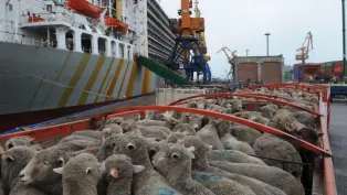 الصورة: ح. م