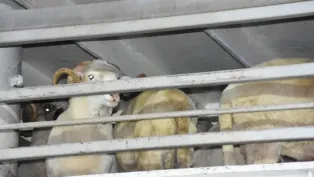 الصورة: ح. م