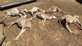 الصورة : ح.م