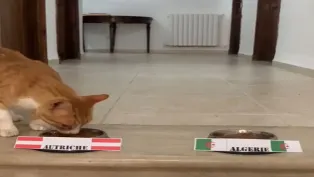 ح.م