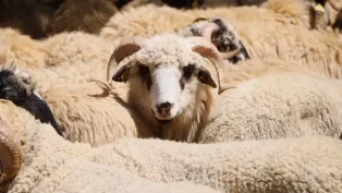 الصورة: حمزة كالي، "الخبر"