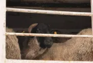 الصورة: ميناء تنس