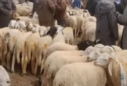 الصورة: م.ح