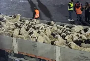 صورة: أرشيف