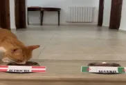 ح.م
