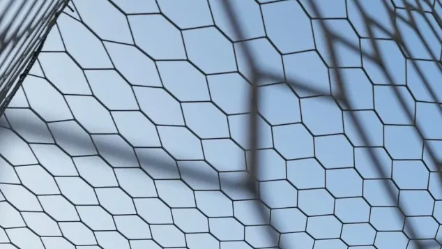 الصورة: "الفاف"