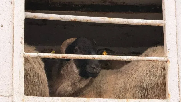 الصورة: ميناء تنس