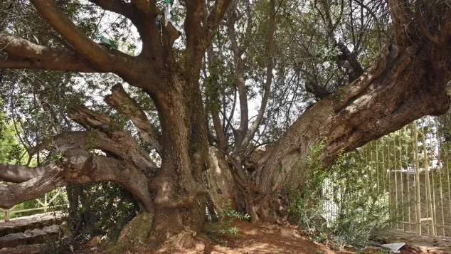 زيتونة القديس أوغيسطين، الصورة: ح.