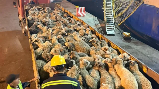 الصورة: ميناء تنس